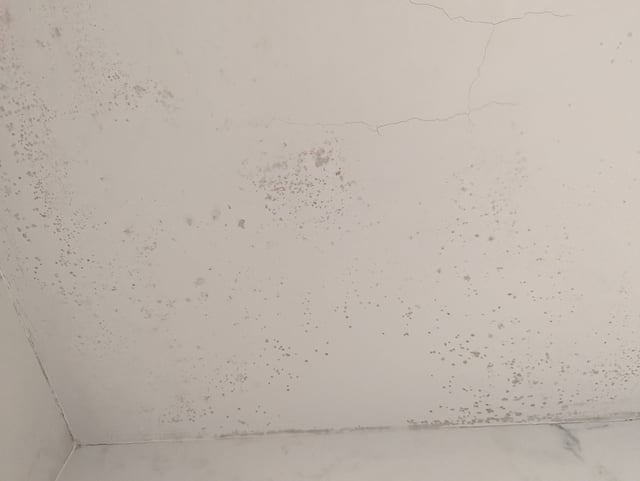 Mold growth from water damage